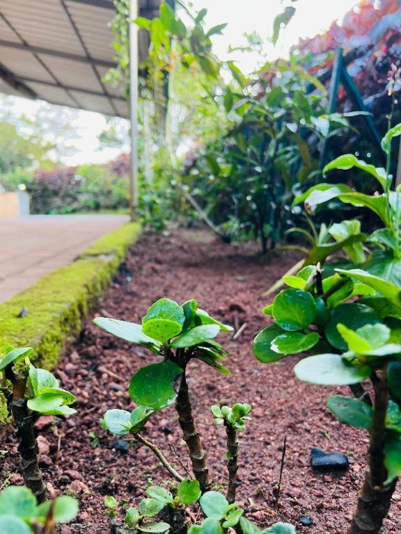 Westernghats Homestay Мадикери Екстериор снимка