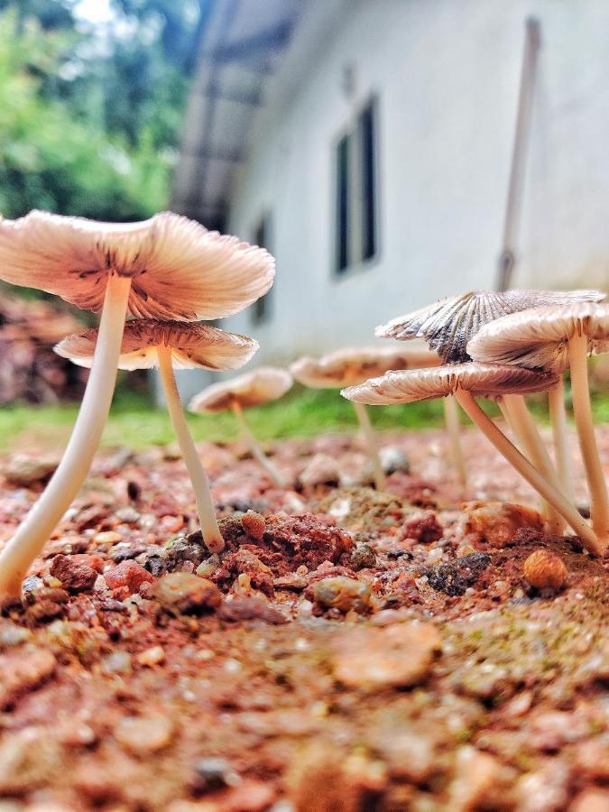 Westernghats Homestay Мадикери Екстериор снимка