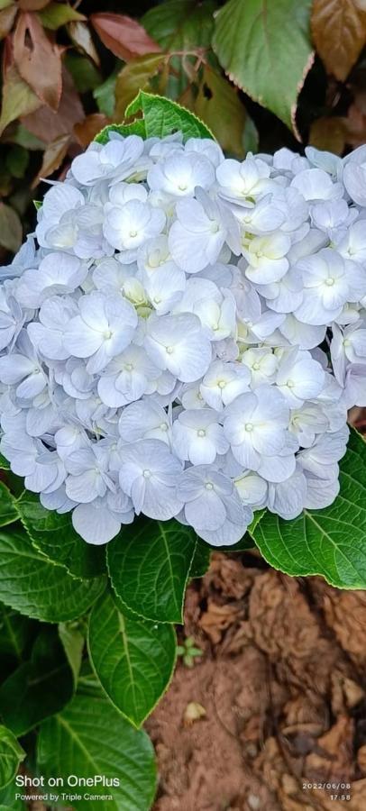 Westernghats Homestay Мадикери Екстериор снимка